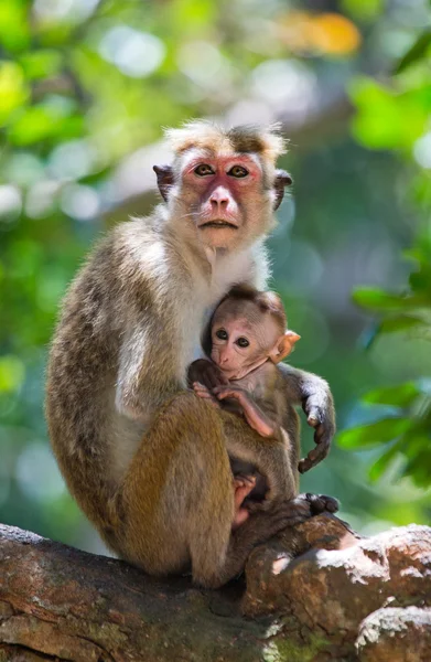 Family of Toque macaque — Stock Photo, Image