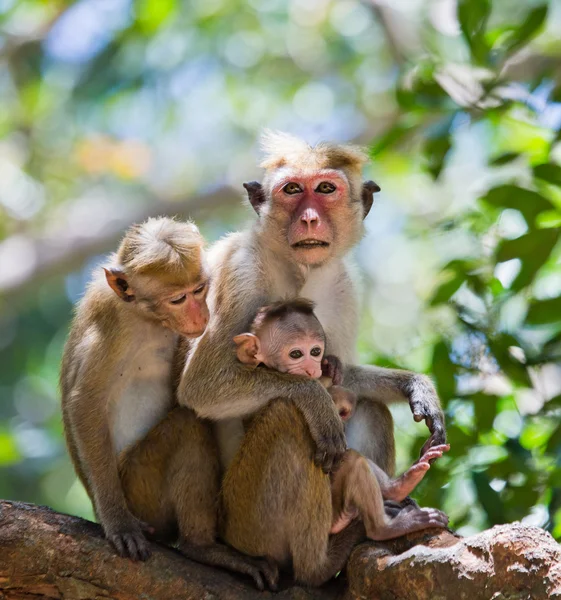 Familia de Toque macaque — Foto de Stock