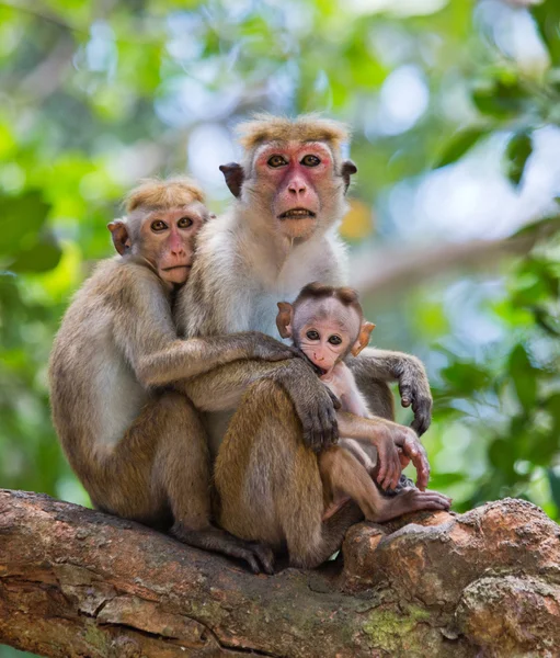 Familia de Toque macaque —  Fotos de Stock