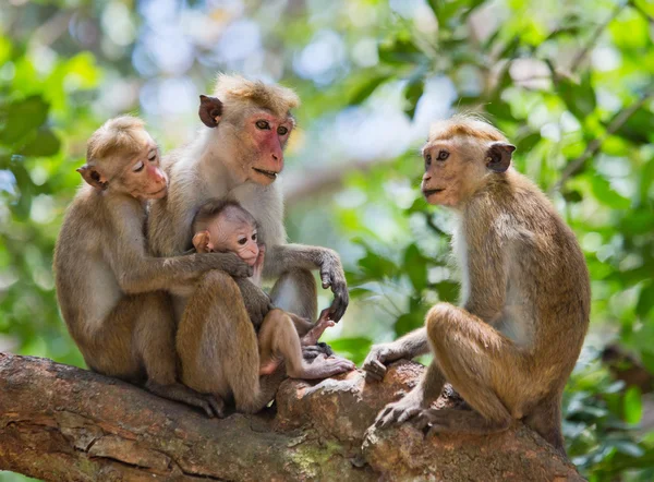 Familie van Toque makaak — Stockfoto