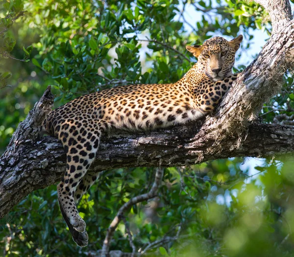 Panthera pardus kotiya — Zdjęcie stockowe