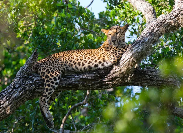 Panthera pardus kotiya — Foto Stock