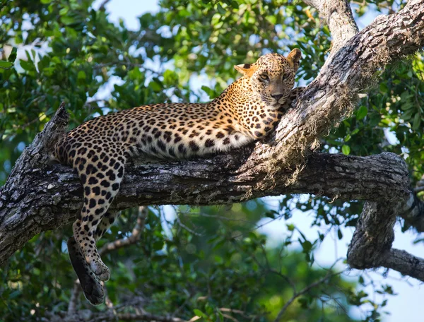 Panthera pardus kotiya — Stok fotoğraf