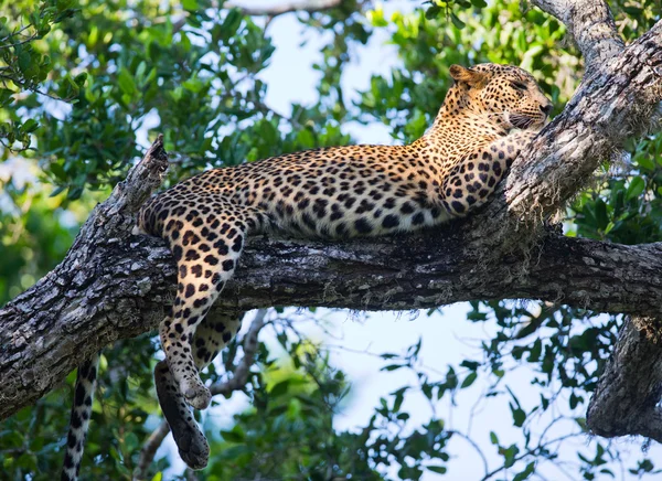 Panthera pardus kotiya — Fotografia de Stock