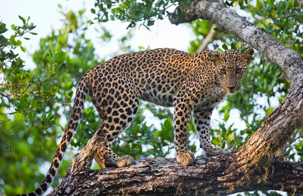 Panthera pardus kotiya — Fotografia de Stock