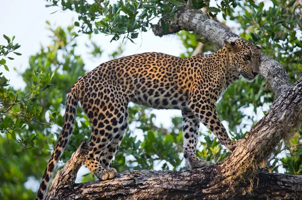 Panthera pardus kotiya — Foto de Stock