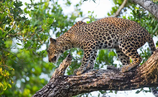 Panthera pardus kotiya — Stock fotografie