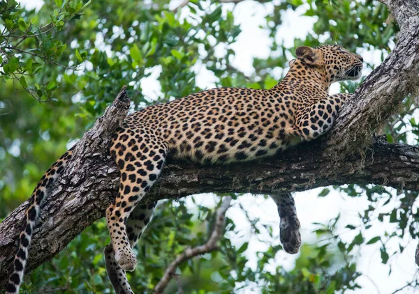 Panthera pardus kotiya — Stock fotografie
