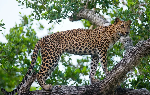 Panthera pardus kotiya — Fotografia de Stock