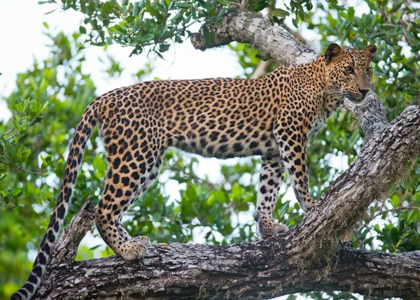 Panthera pardus kotiya — Stockfoto