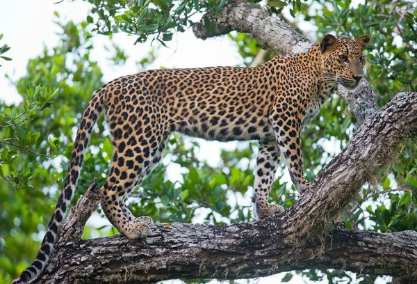 Panthera pardus kotiya — Stock fotografie