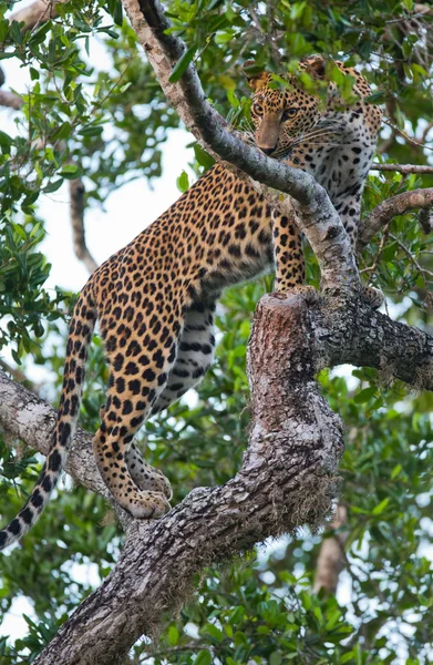 Panthera pardus kotiya — Zdjęcie stockowe