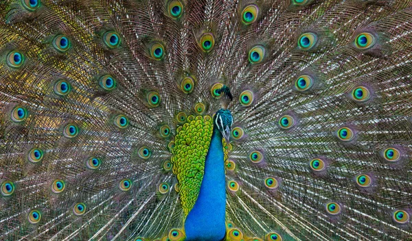 İçinde belgili tanımlık vahşi adada peacock — Stok fotoğraf
