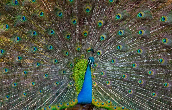 Peacock in the wild on the island — Stock Photo, Image