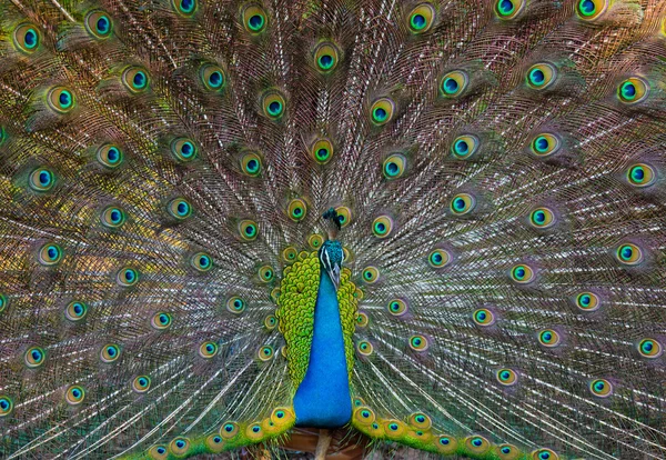 İçinde belgili tanımlık vahşi adada peacock — Stok fotoğraf