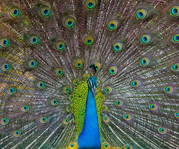 Peacock in the wild on the island — Stock Photo, Image