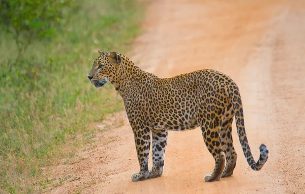 Panthera pardus kotiya — Stok fotoğraf