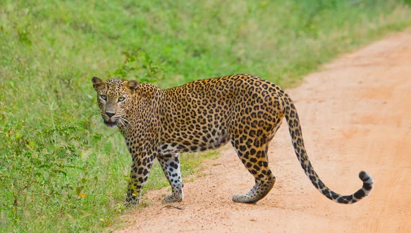 Panthera pardus kotiya — Stok fotoğraf
