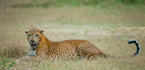 Panthera pardus kotiya — Fotografia de Stock