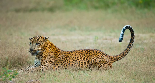 Panthera Pardus Kotiya — Stock Photo, Image