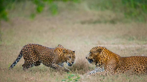 Pantheras Pardus Kotiya — Foto de Stock