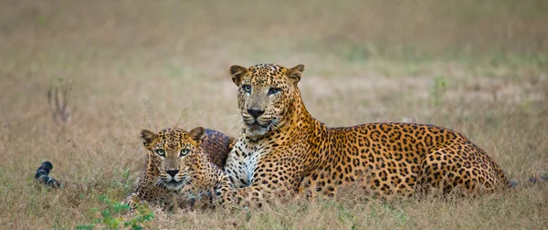 Pantheras Pardus Kotiya — Stok fotoğraf