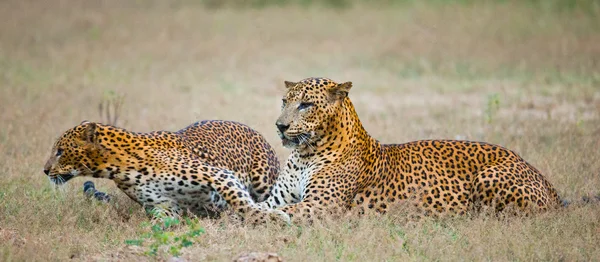 Pantheras Pardus Kotiya — Stockfoto