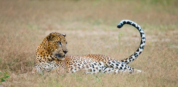 Panthera pardus kotiya — Stock Fotó