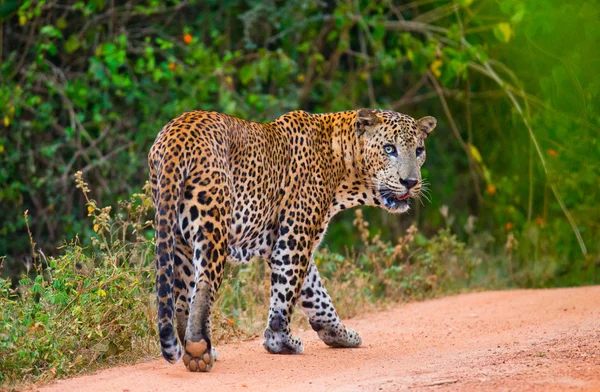 Panthera pardus kotiya — Fotografia de Stock