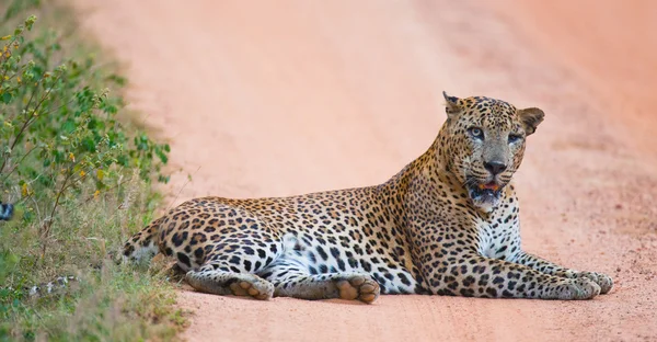 Panthera Pardus Kotiya — Stock Photo, Image