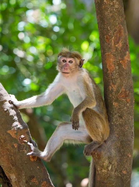 Portrait of Toque macaque — Stock Photo, Image