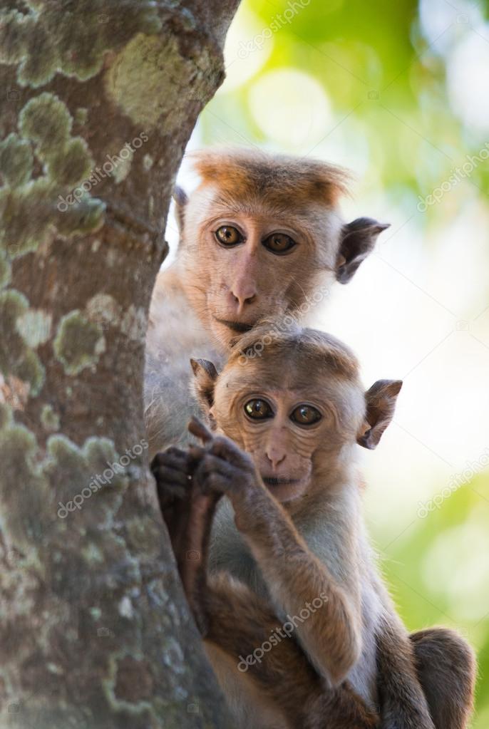 Pair of Toque macaques