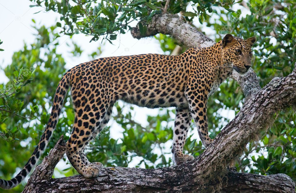 Panthera Pardus Kotiya