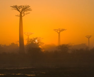 Güzel Baobab ağaçları