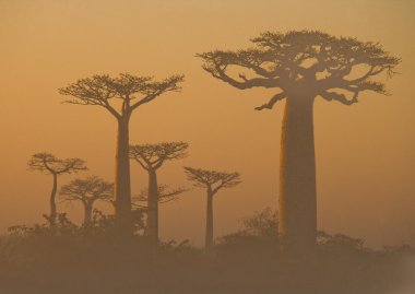 Güzel Baobab ağaçları