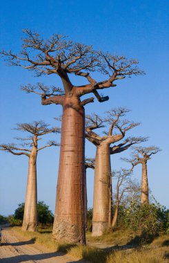 Güzel Baobab ağaçları