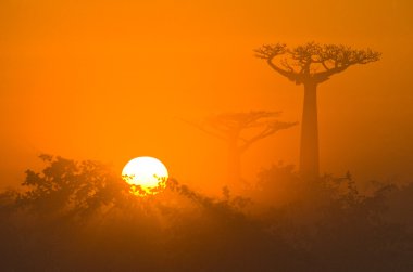 Güzel Baobab ağaçları