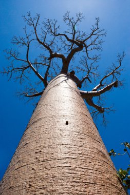 Mavi berrak gökyüzü Baobab ağacı