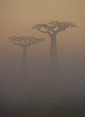 Güzel Baobab ağaçları