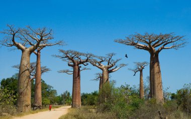 Güzel Baobab ağaçları