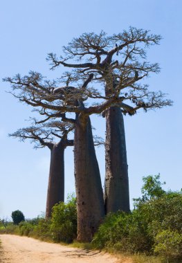 Güzel Baobab ağaçları