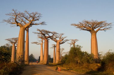 Güzel Baobab ağaçları