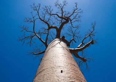 Mavi berrak gökyüzü Baobab ağacı