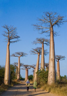 Güzel Baobab ağaçları