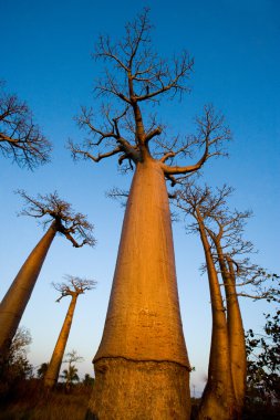 Güzel Baobab ağaçları
