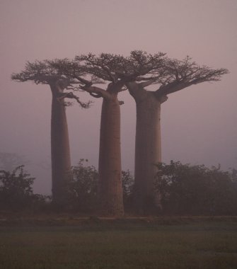 Güzel Baobab ağaçları
