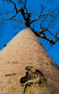 Baobab üzerinde oturan bukalemun