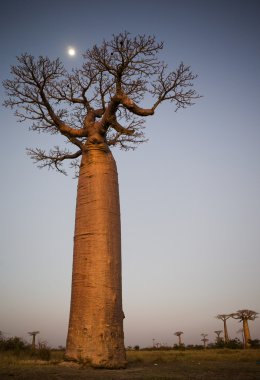 Güzel Baobab ağaçları