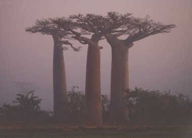 Güzel Baobab ağaçları