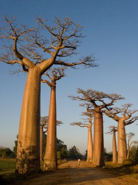 Güzel Baobab ağaçları